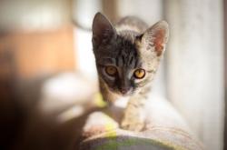 开云体育中国官网-世界杯之夜，英格拉姆完成里程碑，当个人传奇遇上北美足球盛宴