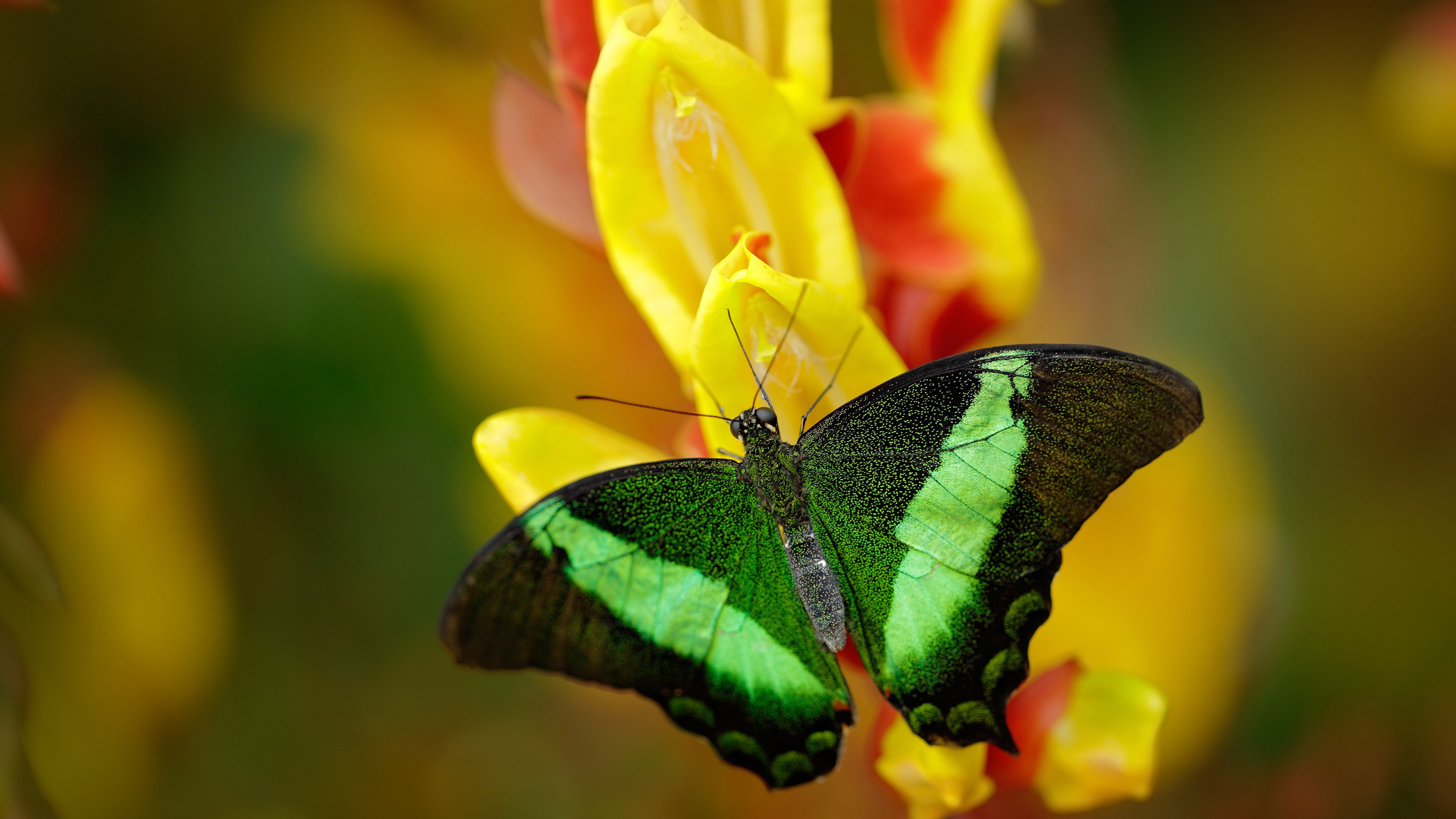 西决生死战之夜,塔图姆的封神时刻,一场压制级表演如何改写历史