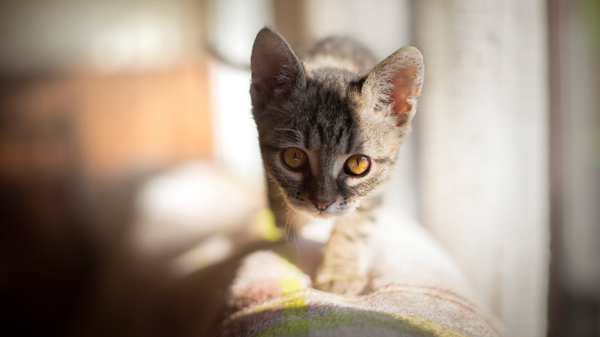 世界杯之夜，英格拉姆完成里程碑，当个人传奇遇上北美足球盛宴