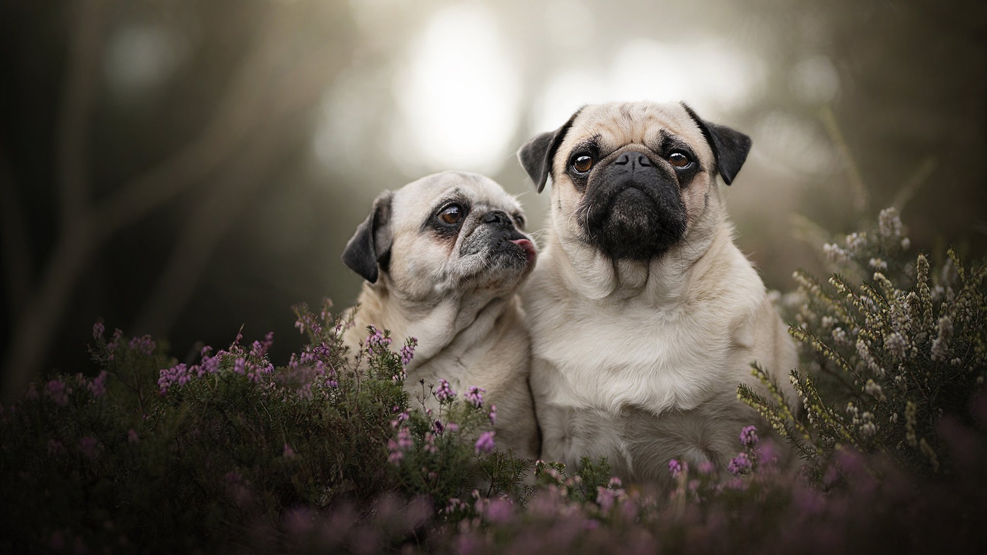 当雄鹿的压哨绝杀遇见保罗的接管时刻,跨越赛场的胜利艺术